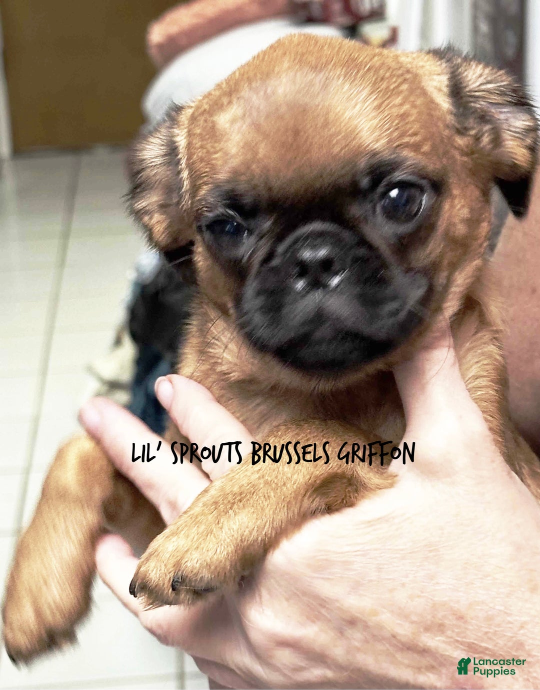 Brussels Griffon dogs for sale: Taffy - Ad 1