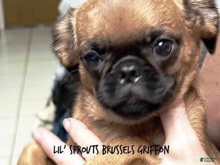 Brussels Griffon dogs Taffy - Ad 38