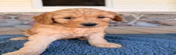 Mini Goldendoodle dogs for sale: Sam  - Ad 6