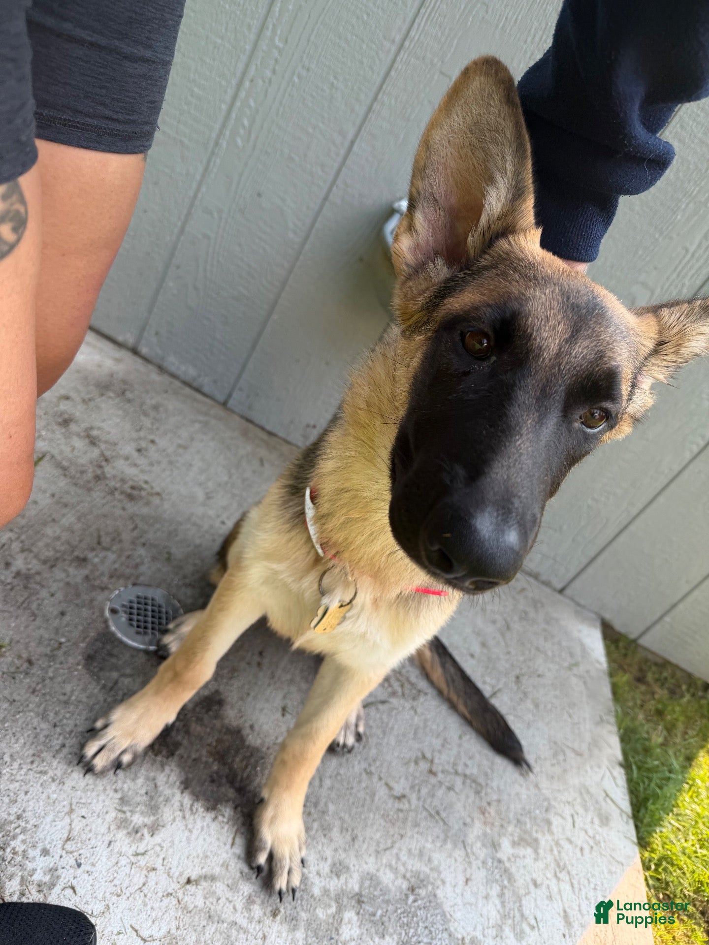 German Shepherd dogs Nyx  - Ad 1