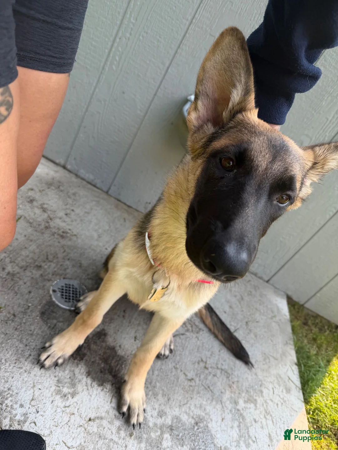 German Shepherd dogs for sale: Nyx  - Ad 1