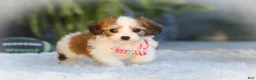 Cavachon dogs for sale: Scout - Ad 6