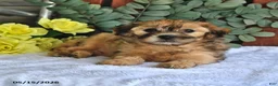Shihpoo dogs for sale: Cookie - Ad 3