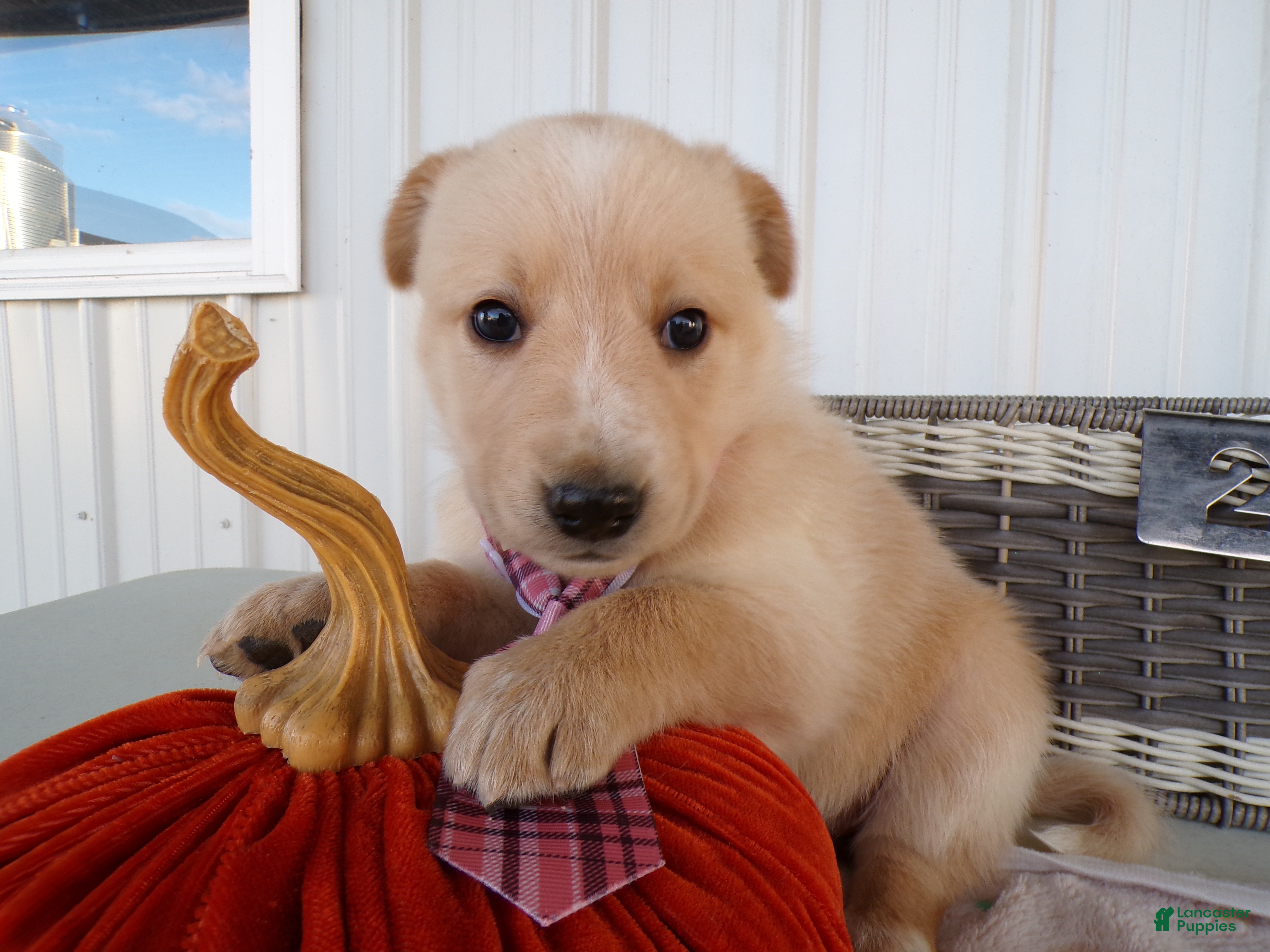 Border Collie dogs Border Collie Puppy 2 Rhianna - Ad 34