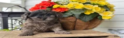 Mixed Breed dogs for sale: Quincey - Ad 3