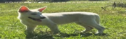 German Shepherd dogs for sale: German Shepherd 2 - Ad 2