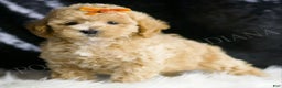 Maltipoo dogs for sale: Hazelnut - Ad 1