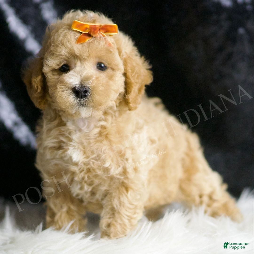 Maltipoo dogs for sale: Hazelnut - Ad 1