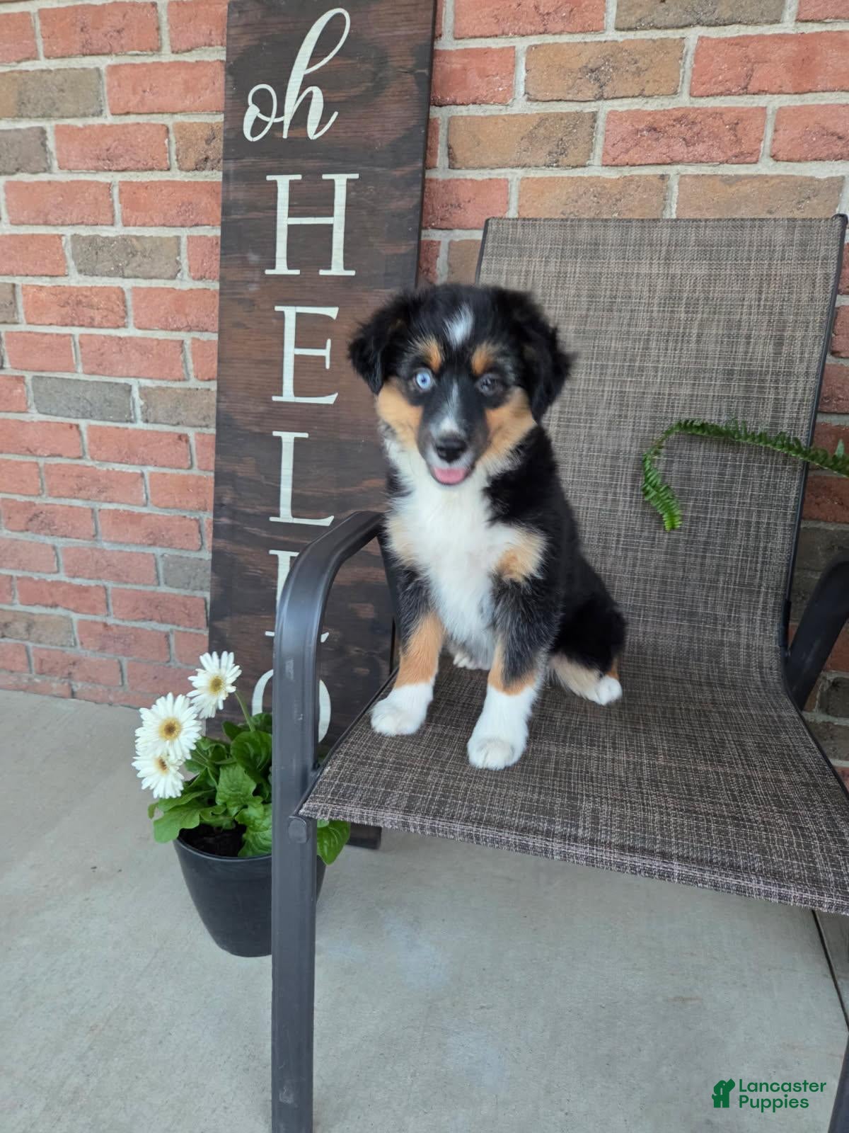 Miniature Australian Shepherd dogs Roxy - Ad 1
