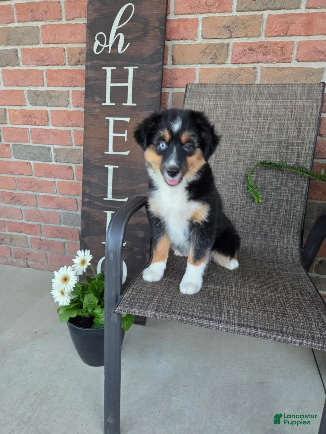 Roxy Miniature Australian Shepherd for sale in Orrville