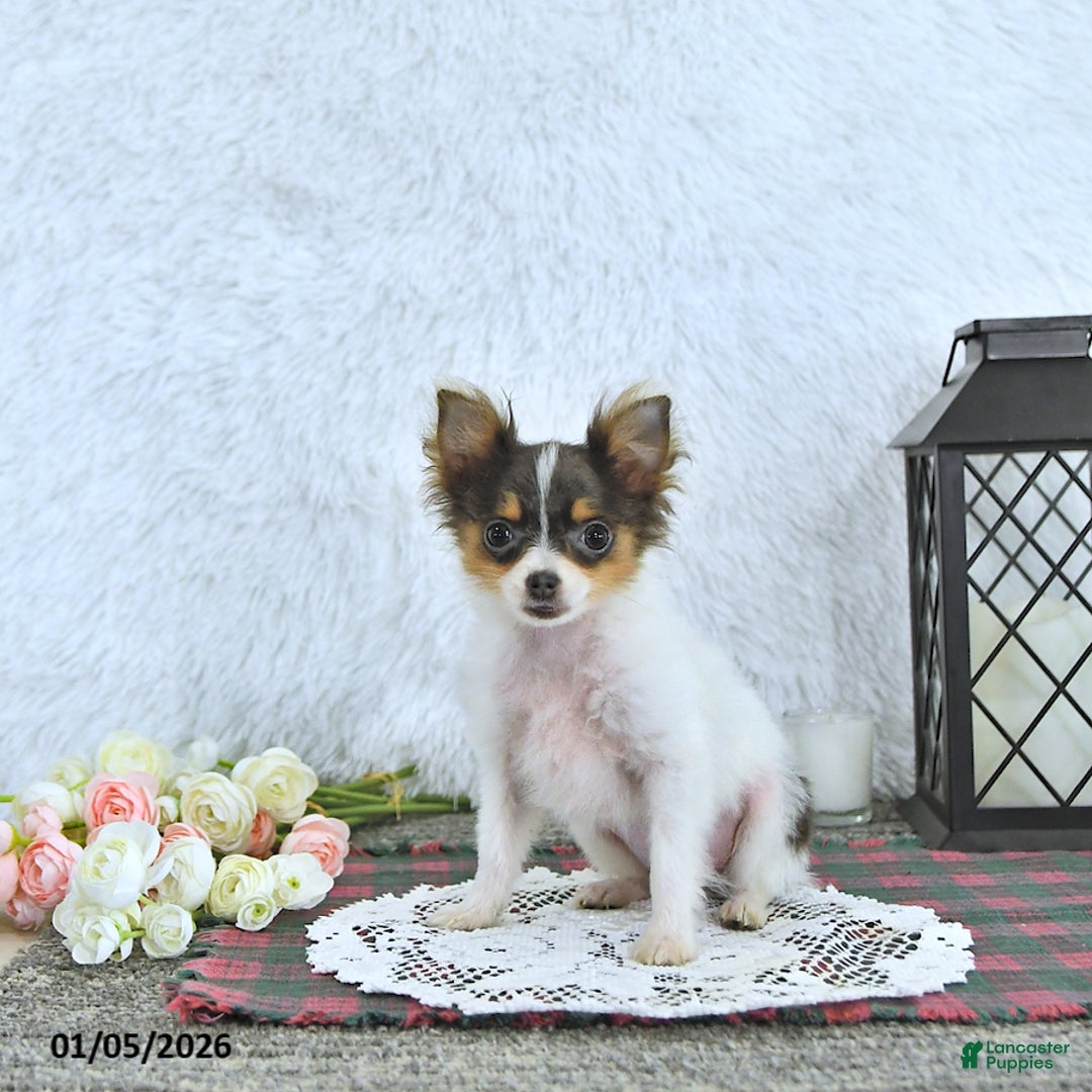 Pomeranian dogs for sale: Lilly - Ad 4
