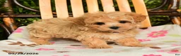 Maltipoo dogs for sale: Moxie - Ad 1