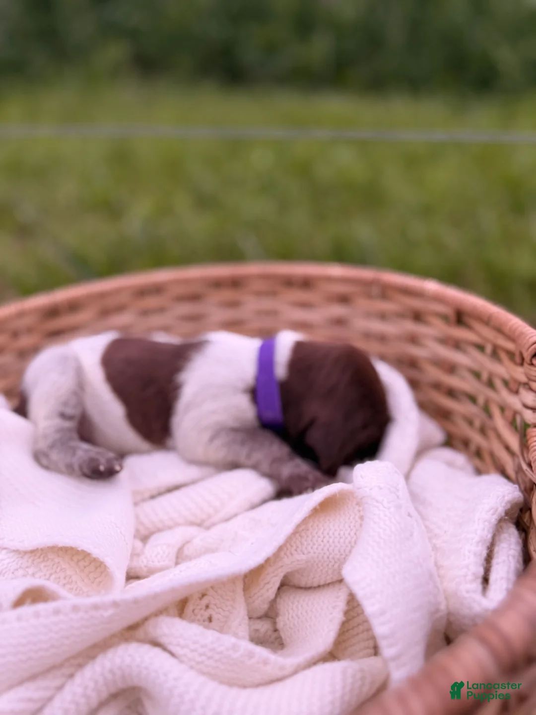 German Shorthaired Pointer dogs for sale: Brinley - Ad 1