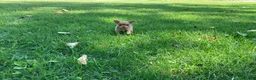 Chihuahua dogs for sale: Ruby - Ad 10