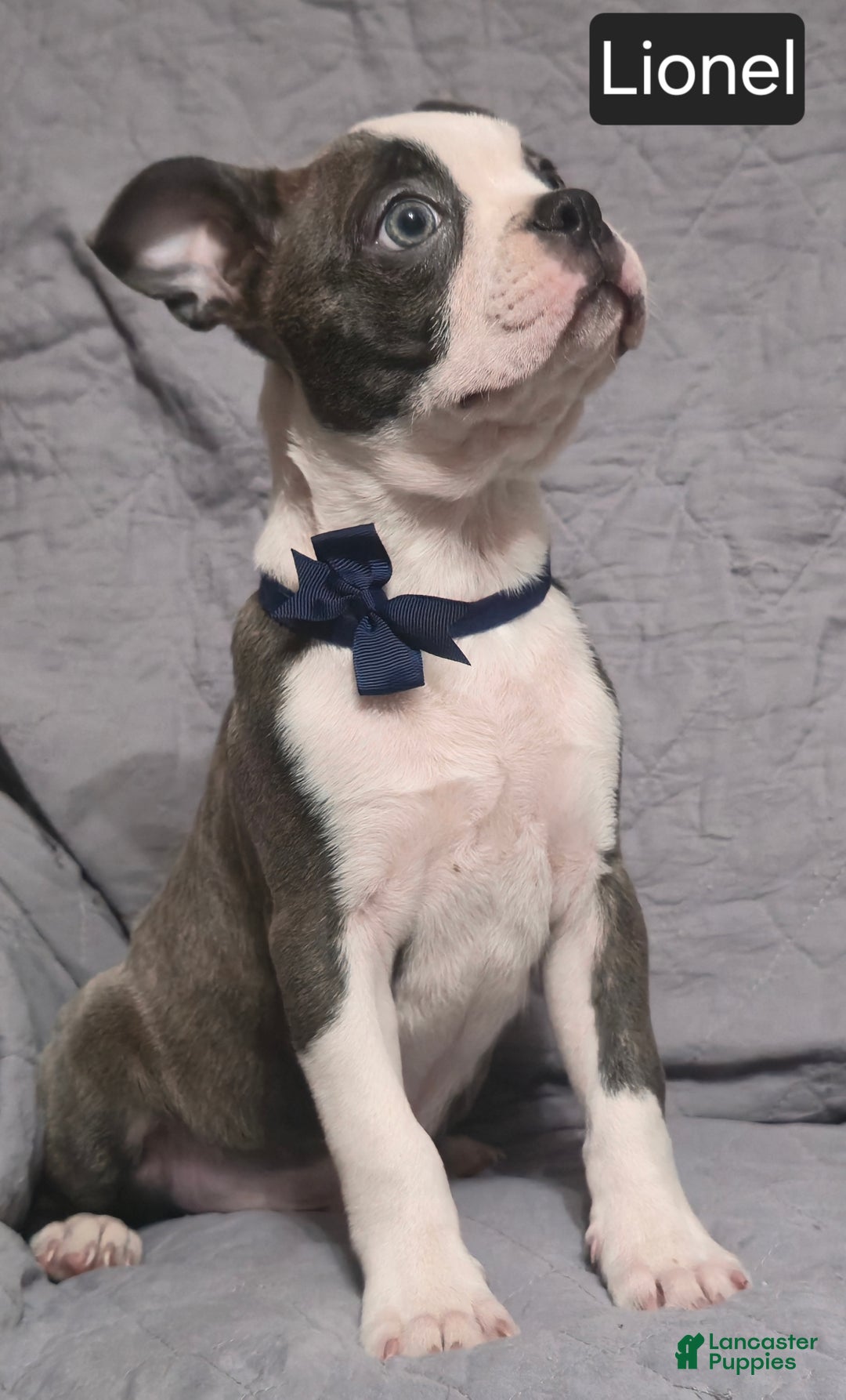 Boston Terrier dogs for sale: Lionel - Ad 2