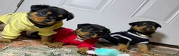 Rottweiler dogs for sale: Rottweiler 10 - Ad 13
