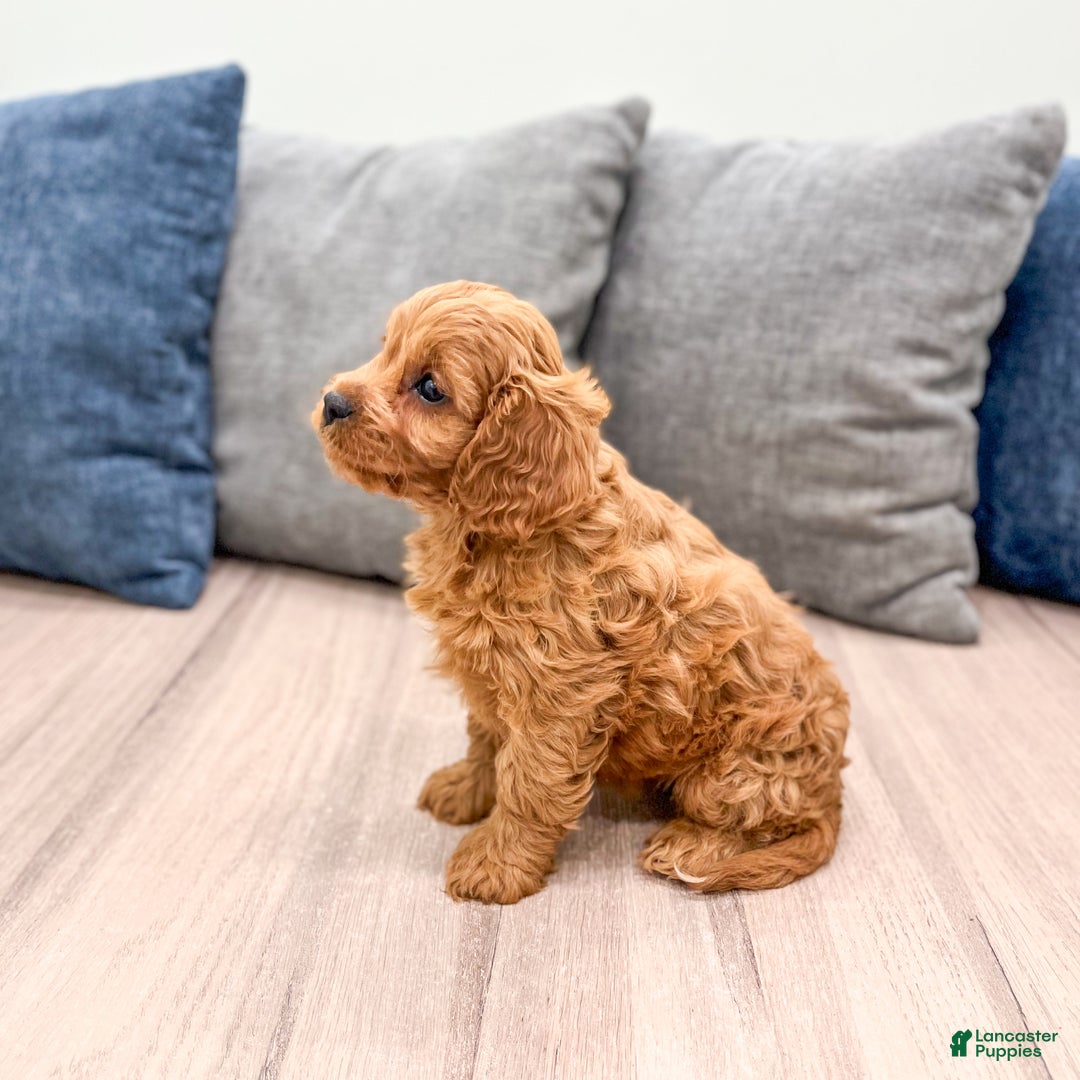 Cavapoo dogs for sale: Brooklyn - Ad 3