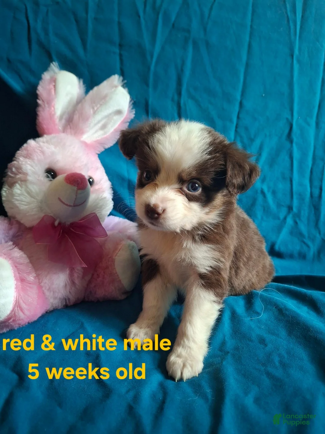 Toy Australian Shepherd dogs for sale: Toy Australian Shepherd 4 - Ad 1