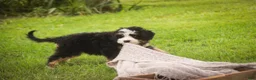 Mini Bernedoodle dogs for sale: Mooney Mini Bernedoodle  - Ad 14