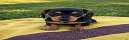 Dachshund dogs for sale: Macy - Ad 4