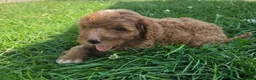 Cavapoo dogs for sale: Peanut - Ad 4
