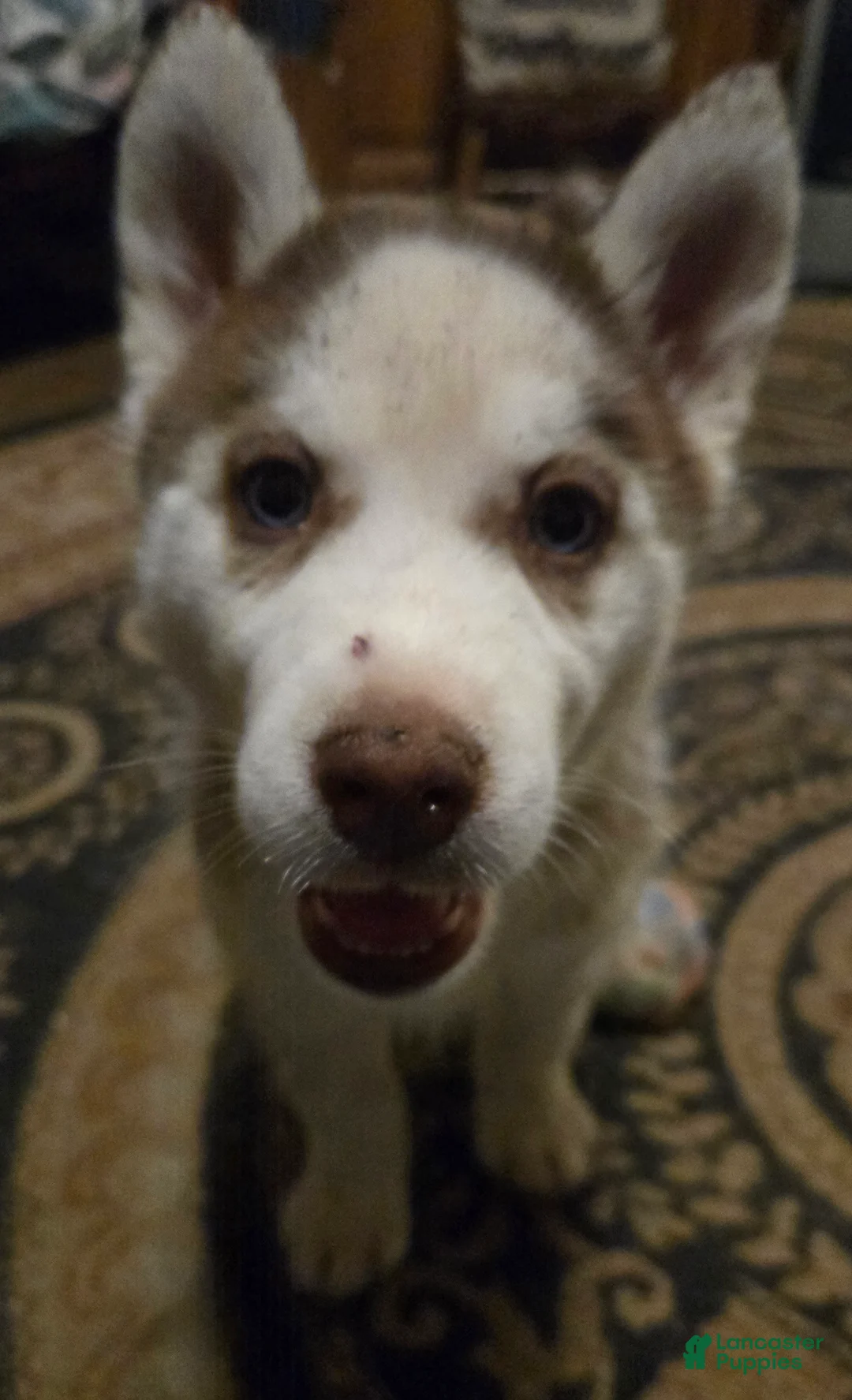 Siberian Husky dogs for sale: Cassidy - Ad 6