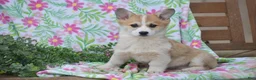 Welsh Corgi Pembroke dogs for sale: Mingo - Ad 1