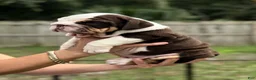 English Bulldog dogs for sale: Miss Mystique - Ad 3