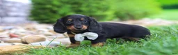 Miniature Dachshund dogs for sale: Buddy - Ad 5