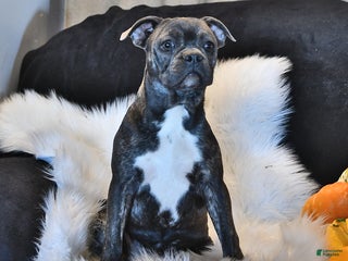 Frenchton dogs - Ad 5