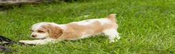 Cocker Spaniel dogs for sale: Cooper  - Ad 2
