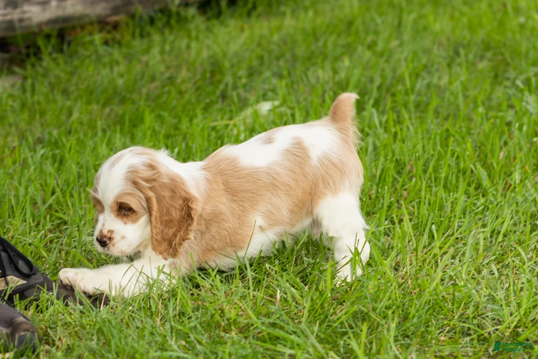 Cocker Spaniel dogs for sale: Cooper  - Ad 2
