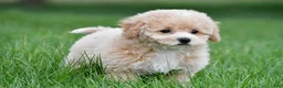Bichpoo dogs for sale: gracie - Ad 2