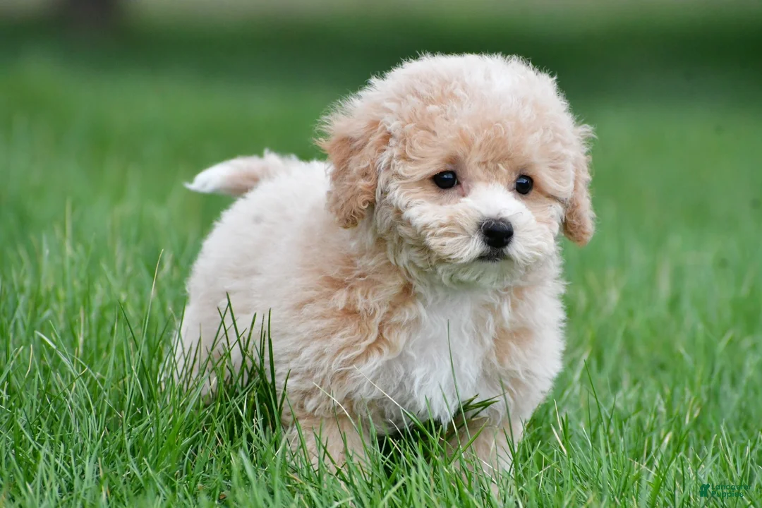 Bichpoo dogs for sale: gracie - Ad 2