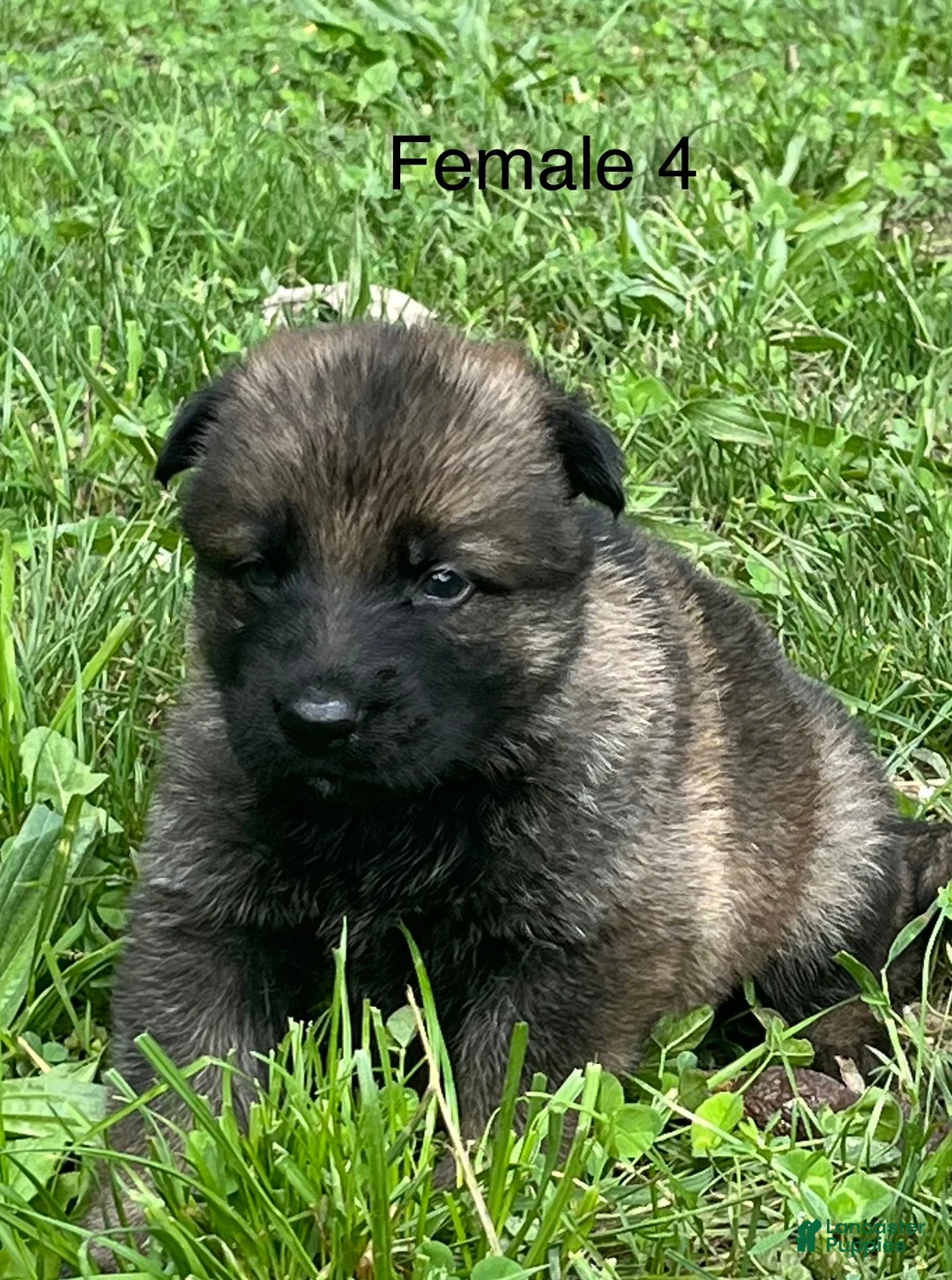German Shepherd dogs for sale: German Shepherd 4 - Ad 2
