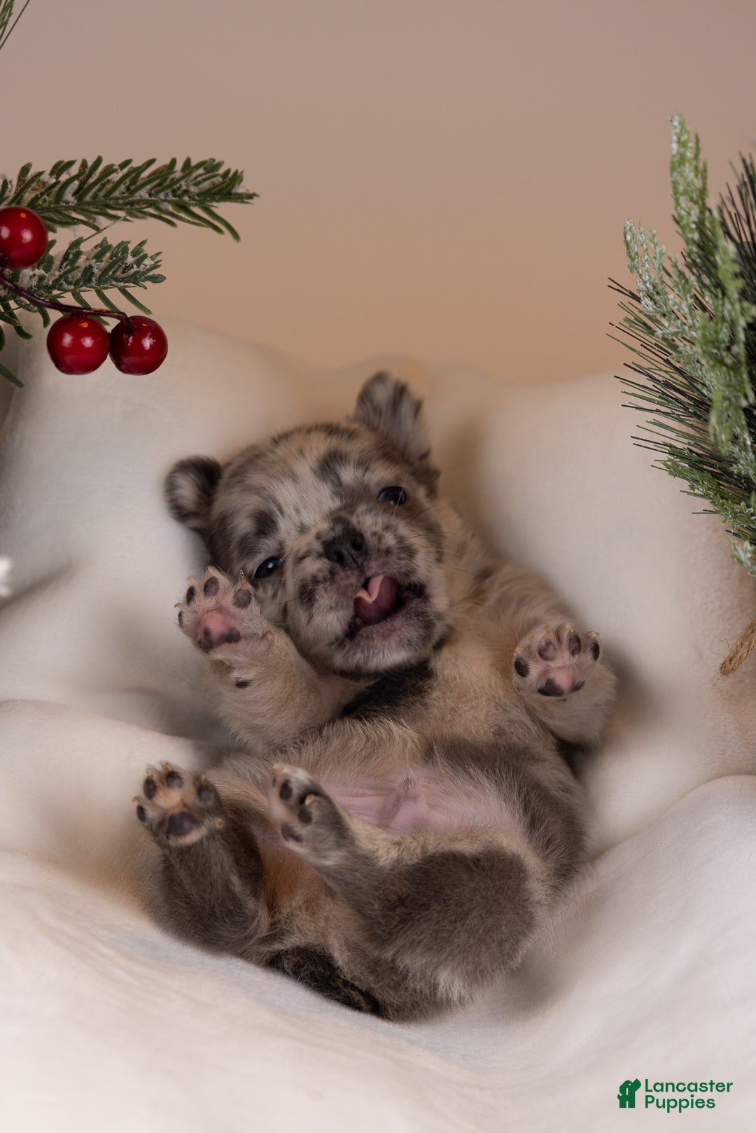 French Bulldog dogs for sale: Luigi -Fluffy Big Rope - Ad 7