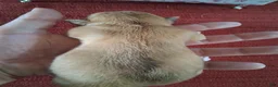 Chihuahua dogs for sale: Makenna - Ad 5