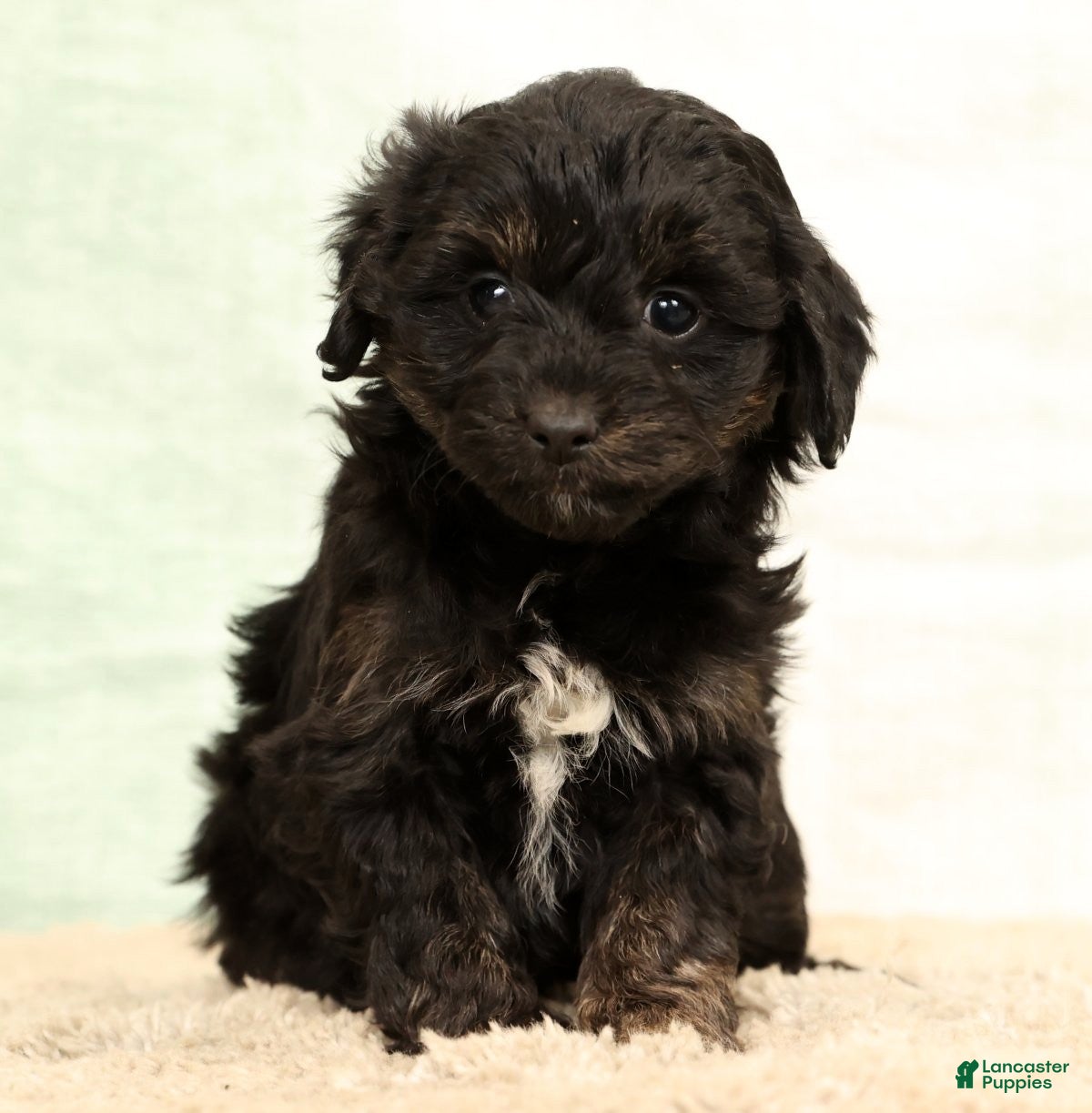 Mini Aussiedoodle dogs Sally - Ad 38