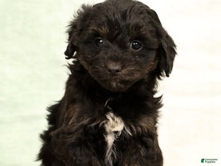 Mini Aussiedoodle dogs Sally - Ad 22