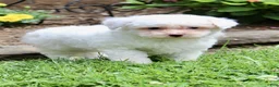 Bichpoo dogs for sale: Logan - Ad 6