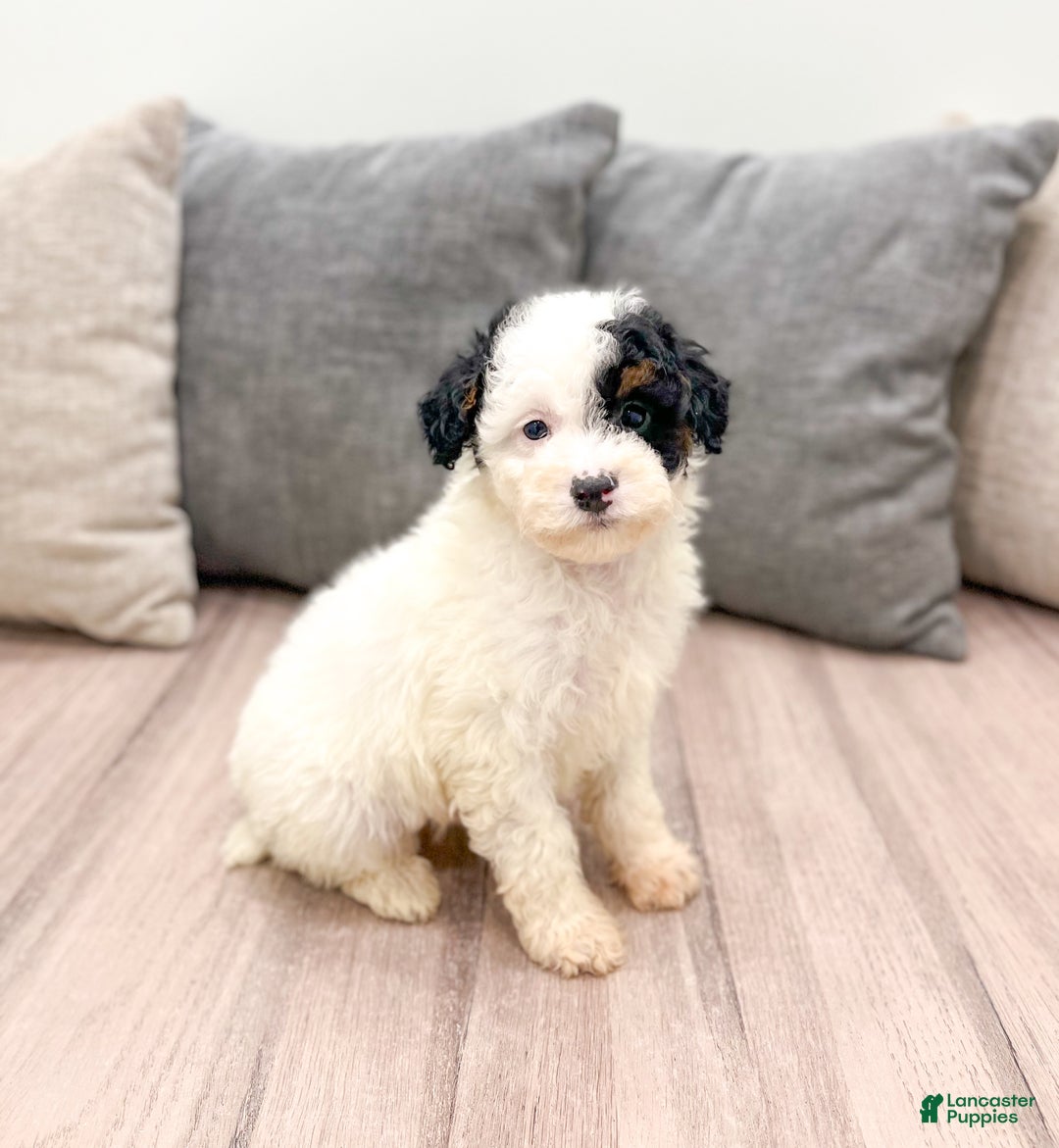 Miniature Poodle dogs for sale: Oreo - Ad 5