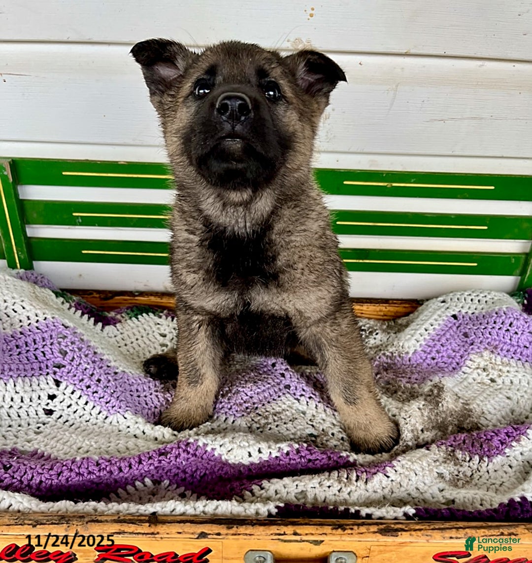 Mixed Breed dogs for sale: Bambi - Ad 2