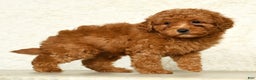Miniature Labradoodle dogs for sale: Ditto - Ad 2