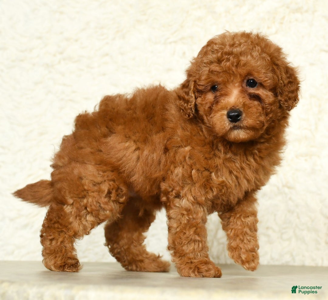 Miniature Labradoodle dogs for sale: Ditto - Ad 2