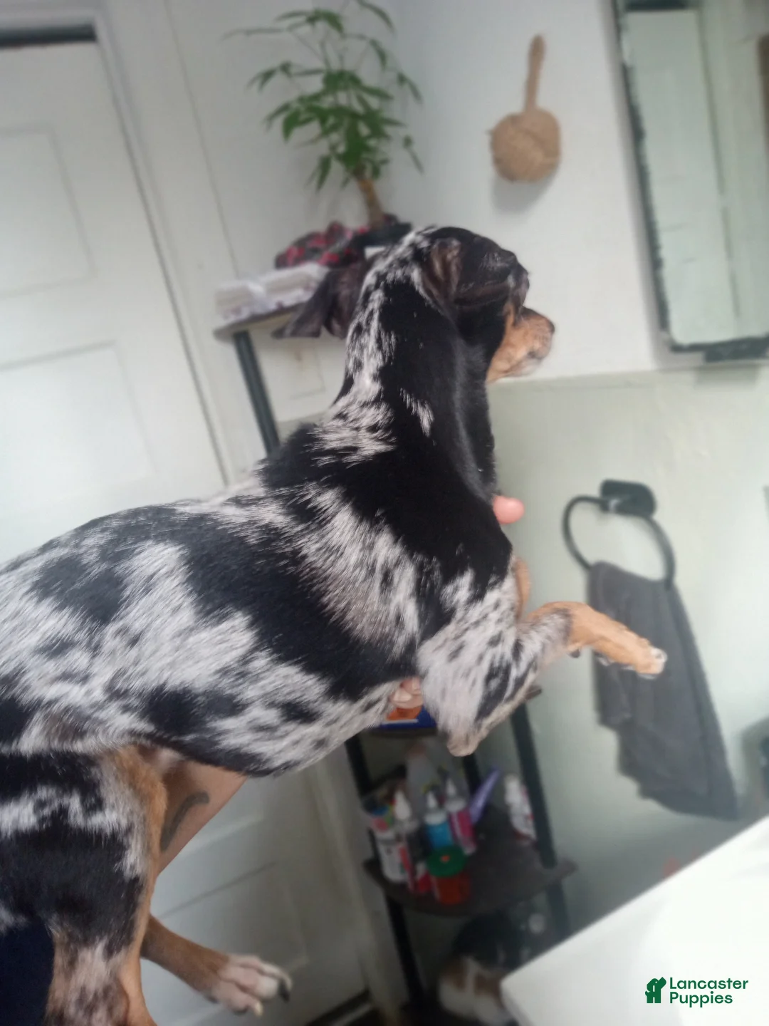 Chihuahua dogs for sale: Merle Chihuahua Puppy 2 - Ad 3