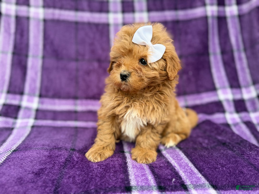 Shihpoo dogs for sale: Bubbles  - Ad 4