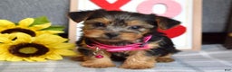 Yorkshire Terrier dogs for sale: Haddie - Ad 3