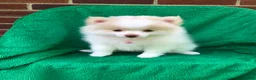 Pomeranian dogs for sale: Gemma - Ad 5