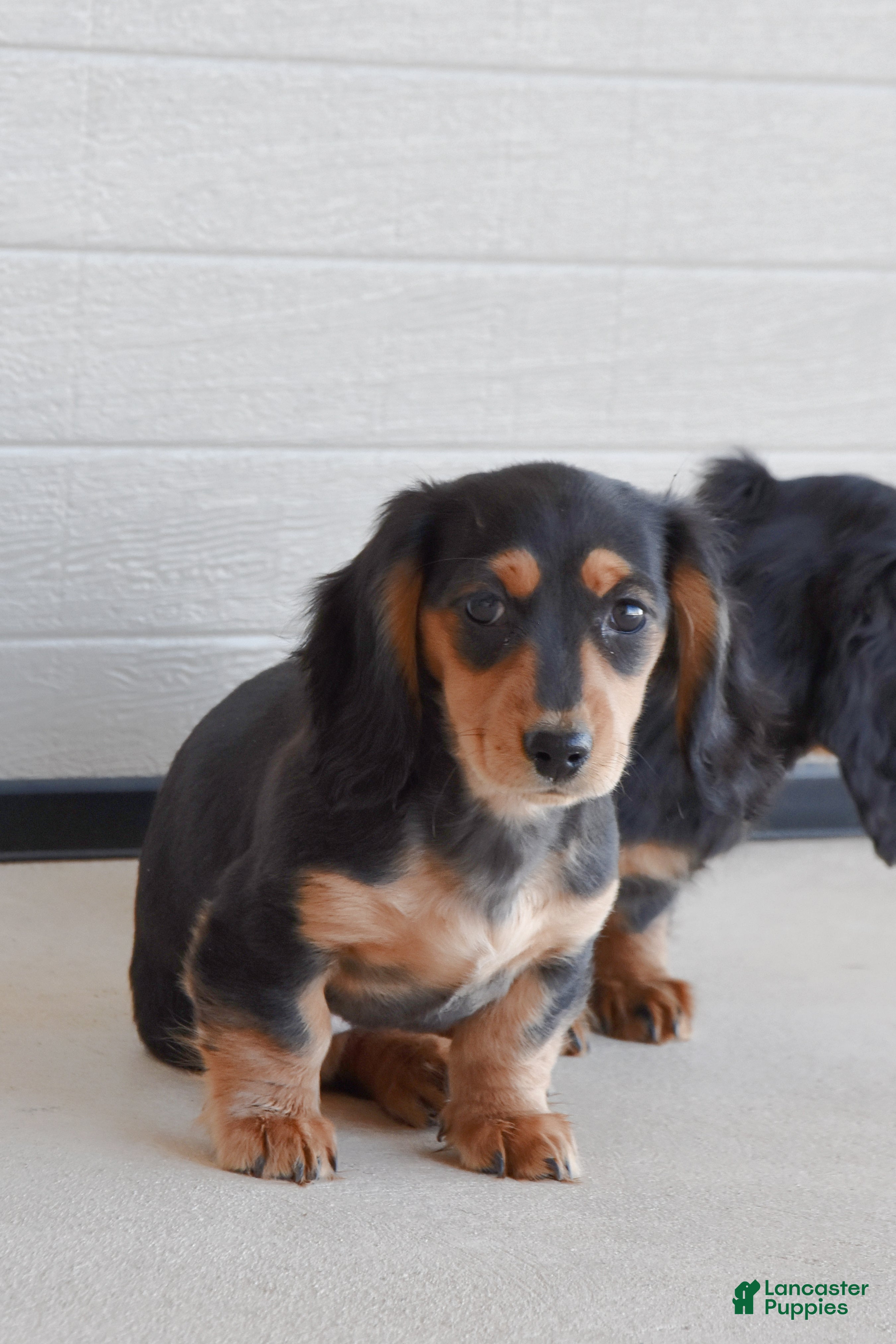 Miniature Dachshund dogs Addalyn - Ad 2