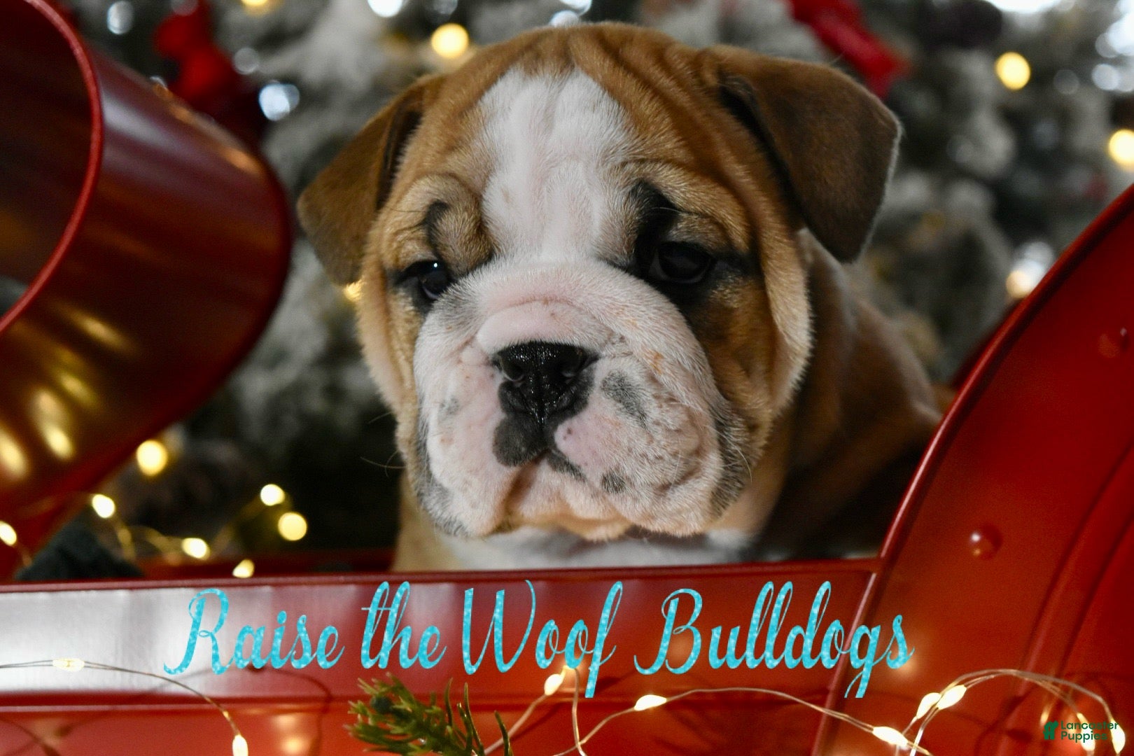 English Bulldog dogs Dwight - Ad 11